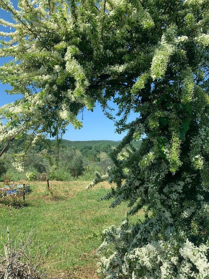 Borgo De' Muracci Ribolla Eksteriør bilde